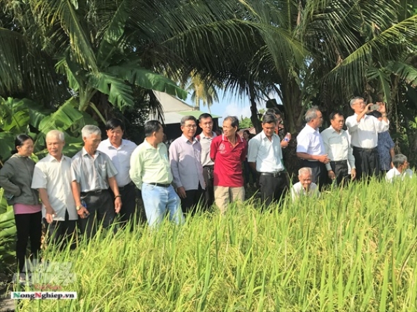 Kiên Giang: Xây dựng cánh đồng lớn áp dụng cơ giới hóa đồng bộ sản xuất lúa