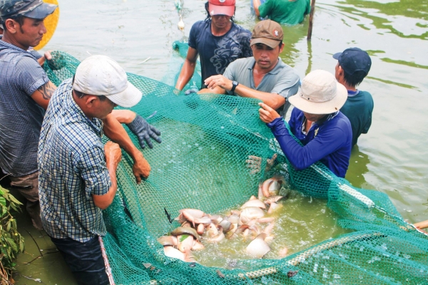 Phát triển đa dạng, mở rộng diện tích nuôi thủy sản