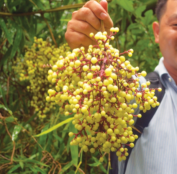 Nho rừng Bảy Núi