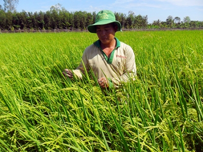 Xuống giống lúa Thu đông gần đạt kế hoạch