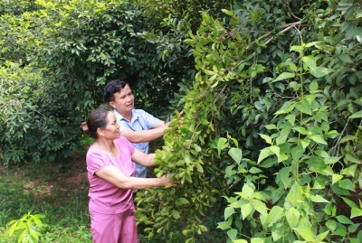 Cây sở &#039;sống lại&#039;