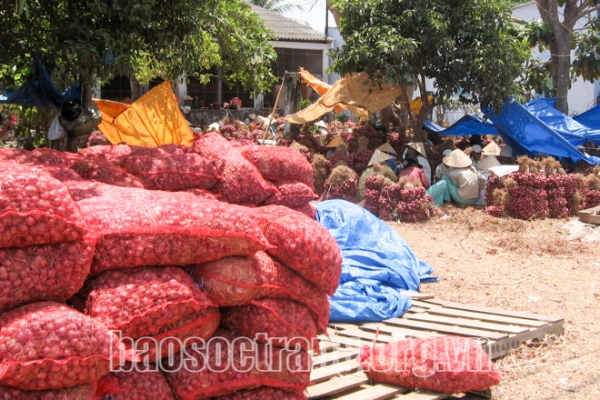 Chuyện của hành tím và gạo ST