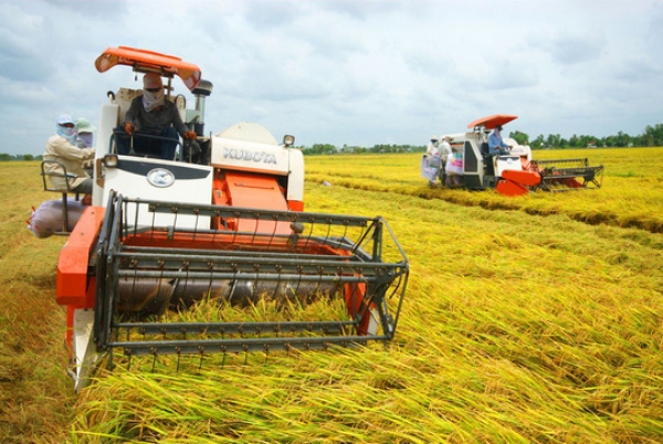 CÁNH ĐỒNG LỚN... HỤT HƠI (*): Mấu chốt là quan hệ doanh nghiệp - nông dân