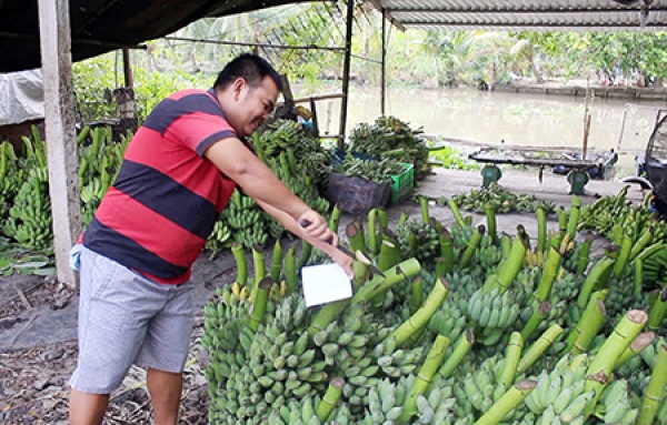 Giá chuối xiêm tăng mạnh