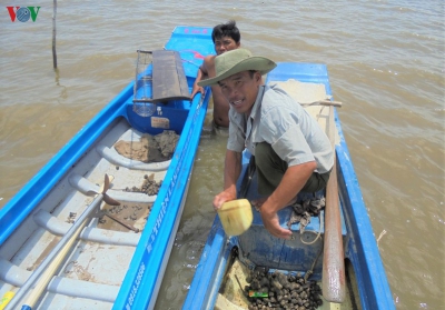 Nuôi sò huyết trong vuông tôm, thu về hàng trăm triệu mỗi năm