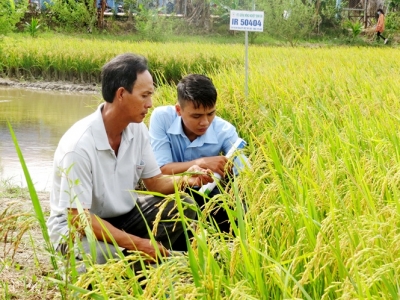 Nông dân chọn tạo giống lúa đặc sản