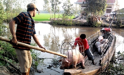 TP Cần Thơ triển khai đồng bộ các giải pháp phòng, chống dịch heo châu Phi