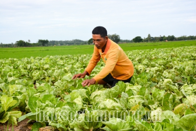 Nỗ lực nâng chất nông thôn mới ở Tham Đôn