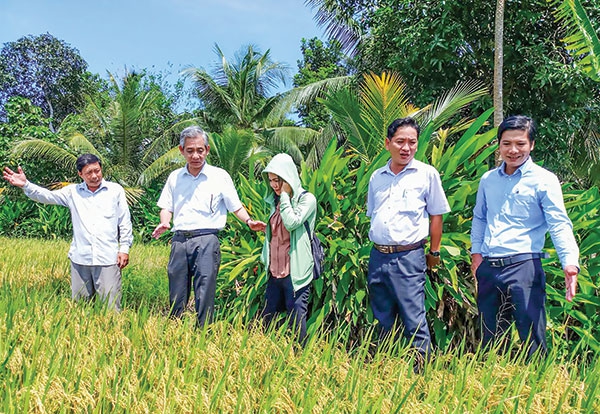 Vĩnh Thạnh sản xuất gạo sạch, an toàn