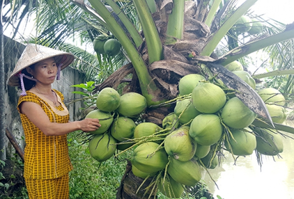 Thu nhập cao từ mô hình trồng dừa xiêm dứa