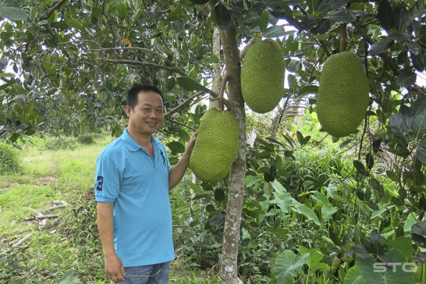 Sóc Trăng: Phát &quot;sốt&quot; với mít Thái, 1,4 triệu/quả, bán cả vườn được hơn 1,1 tỷ