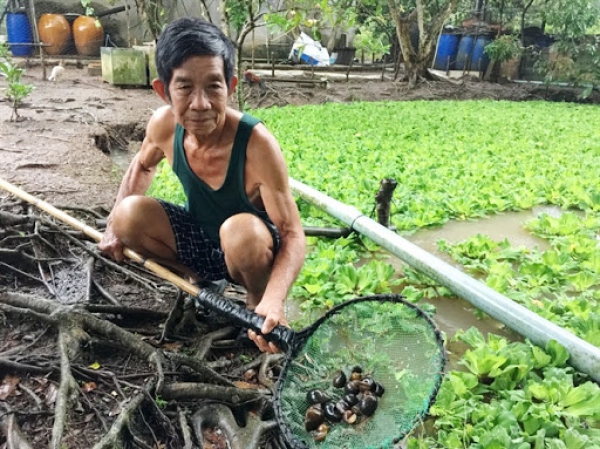 Nuôi ốc bươu đen