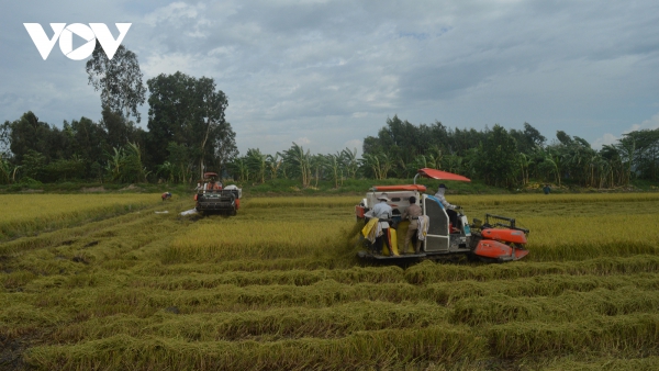 Kiên Giang thay đổi cơ cấu giống lúa &#039;&#039;vượt&#039;&#039; hạn mặn, được mùa được giá