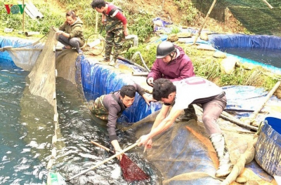 Sa Pa còn khoảng 100 tấn cá nước lạnh bí đầu ra