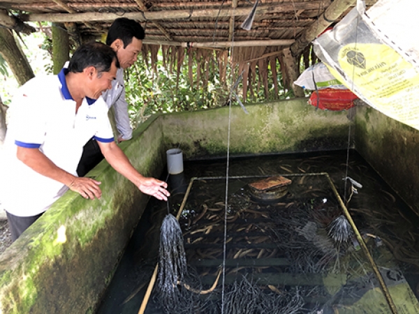 Nuôi lươn an toàn thực phẩm