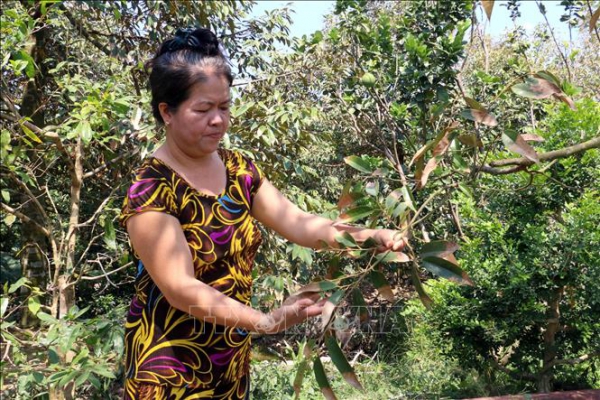 Nhiều diện tích sầu riêng bị thiệt hại nặng do hạn mặn