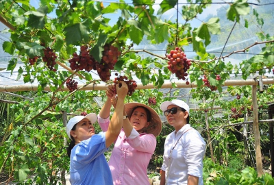 Vườn nho trĩu quả trên vùng đất phèn mặn thu hút khách du lịch