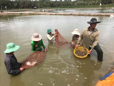 Giá tôm nguyên liệu tăng, người nuôi rục rịch thả nuôi mới