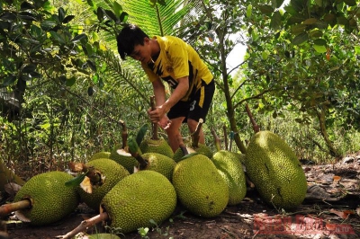 Mít rớt giá thảm, nông dân lỗ nặng