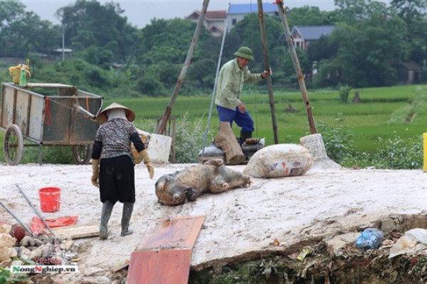 Phó Thủ tướng chủ trì hội nghị toàn quốc phòng, chống dịch tả heo châu Phi