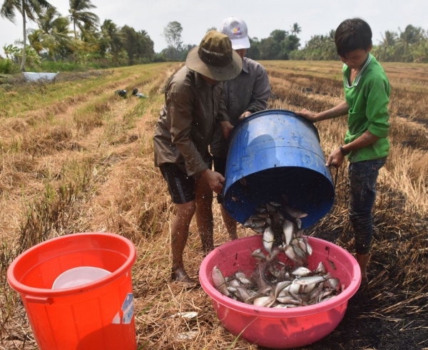 Một thời xứ cá Ông Đơn