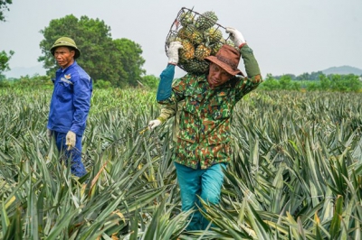 Giá dứa tại vùng Đồng Tháp Mười tăng mạnh, người trồng phấn khởi