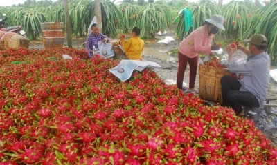 Xuất khẩu nông sản sang Trung Quốc: Xóa bỏ tư duy thị trường dễ tính