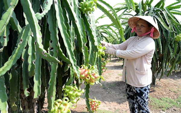 Xây dựng nông thôn mới ở Tiền Giang