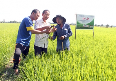 “Gạo sạch Vị Thủy” đã và đang vươn xa