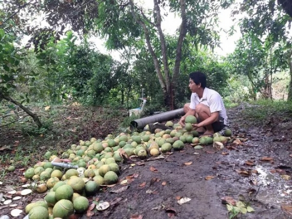 Dùng cưa máy &quot;thảm sát&quot; hàng trăm cây bưởi da xanh nhà 1 thầy giáo