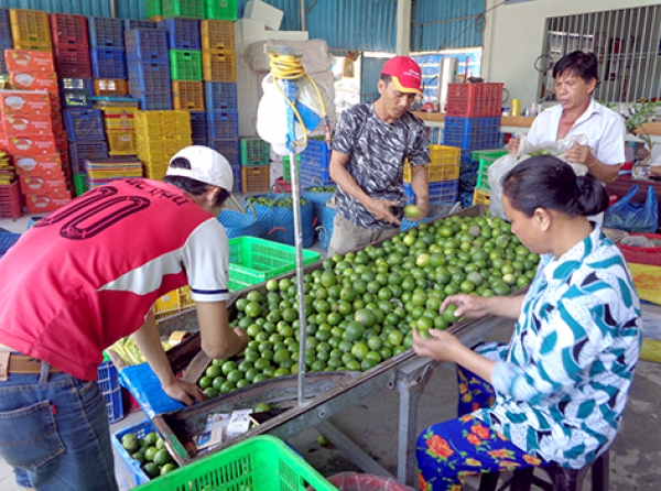 Chanh không hạt chỉ còn 2.500 đồng/kg