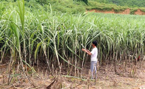 Nông dân Trà Vinh trồng mía lãi 30-40 triệu đồng mỗi hécta