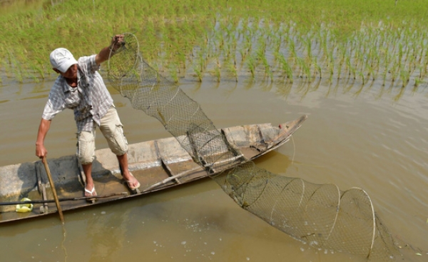 Mối lương duyên con tôm &quot;ôm&quot; cây lúa