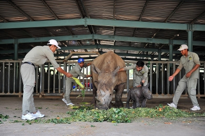 Gặp gỡ những tê giác con “quốc tịch Việt” ở Vinpearl Safari