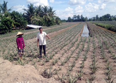 Cải tạo đất phèn để trồng khóm