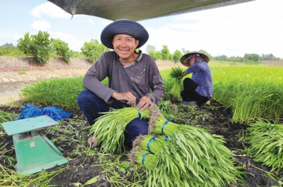 Tiềm năng phát triển sản xuất rau màu