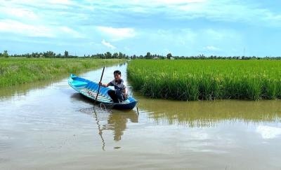 Lúa-tôm Cà Mau đạt chứng nhận ASC Group đầu tiên trên thế giới