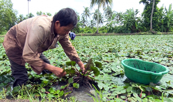 Thu nhập 10 triệu đồng/công ấu