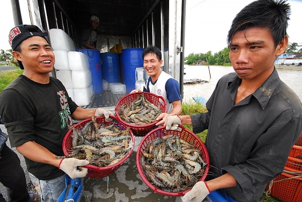 Triển vọng tích cực trong xuất khẩu tôm