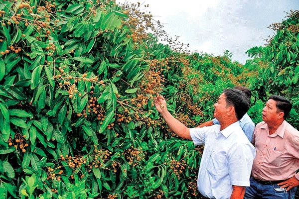 Ứng dụng khoa học công nghệ tạo đột phá xây dựng nông thôn mới