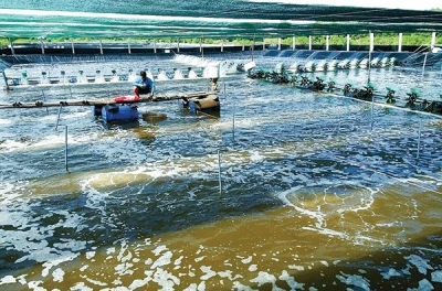 Nuôi tôm siêu thâm canh ở Cà Mau