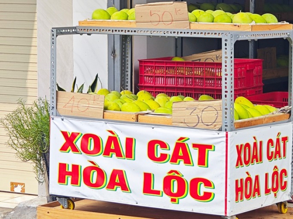 Xoài cát Hòa Lộc giá rẻ chưa từng có