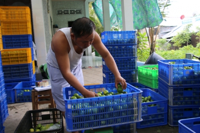 Giá chanh lai bông tím giảm