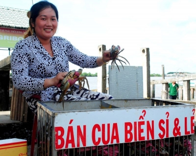 Giá tăng cao nhưng nông dân Cà Mau không có nhiều cua để bán