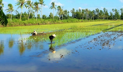 Trồng lúa hữu cơ, nuôi tôm sinh thái ở Cà Mau