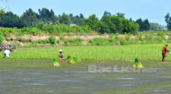 Huyện Hồng Dân: Xuống giống 23.500ha lúa trên đất tôm