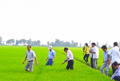 Đầu năm, lãnh đạo tỉnh An Giang lội ruộng thăm đồng cùng nông dân