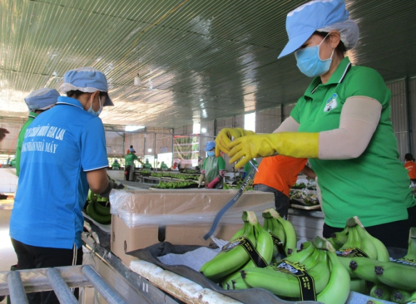 Ngỡ ngàng với thu nhập của &quot;công thần&quot; dự án heo ăn chuối