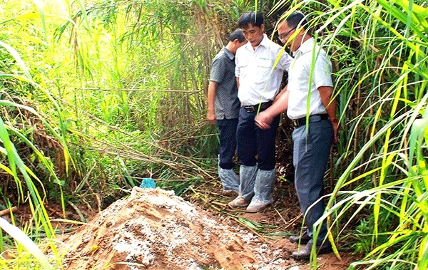 Ðảm bảo xử lý, chôn hủy heo bệnh, chết do dịch tả heo châu Phi đúng quy trình, an toàn vệ sinh môi trường