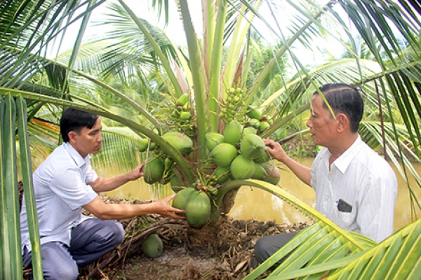 Trồng dừa siêu xiêm lùn cho thu nhập 2 triệu đồng/cây/năm